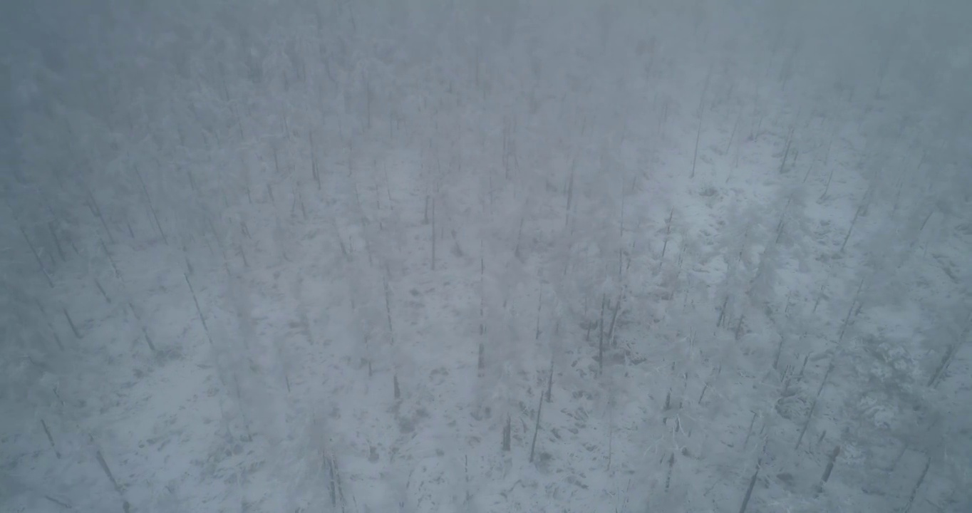 航拍大兴安岭春季极端天气降雪山林雾凇视频素材