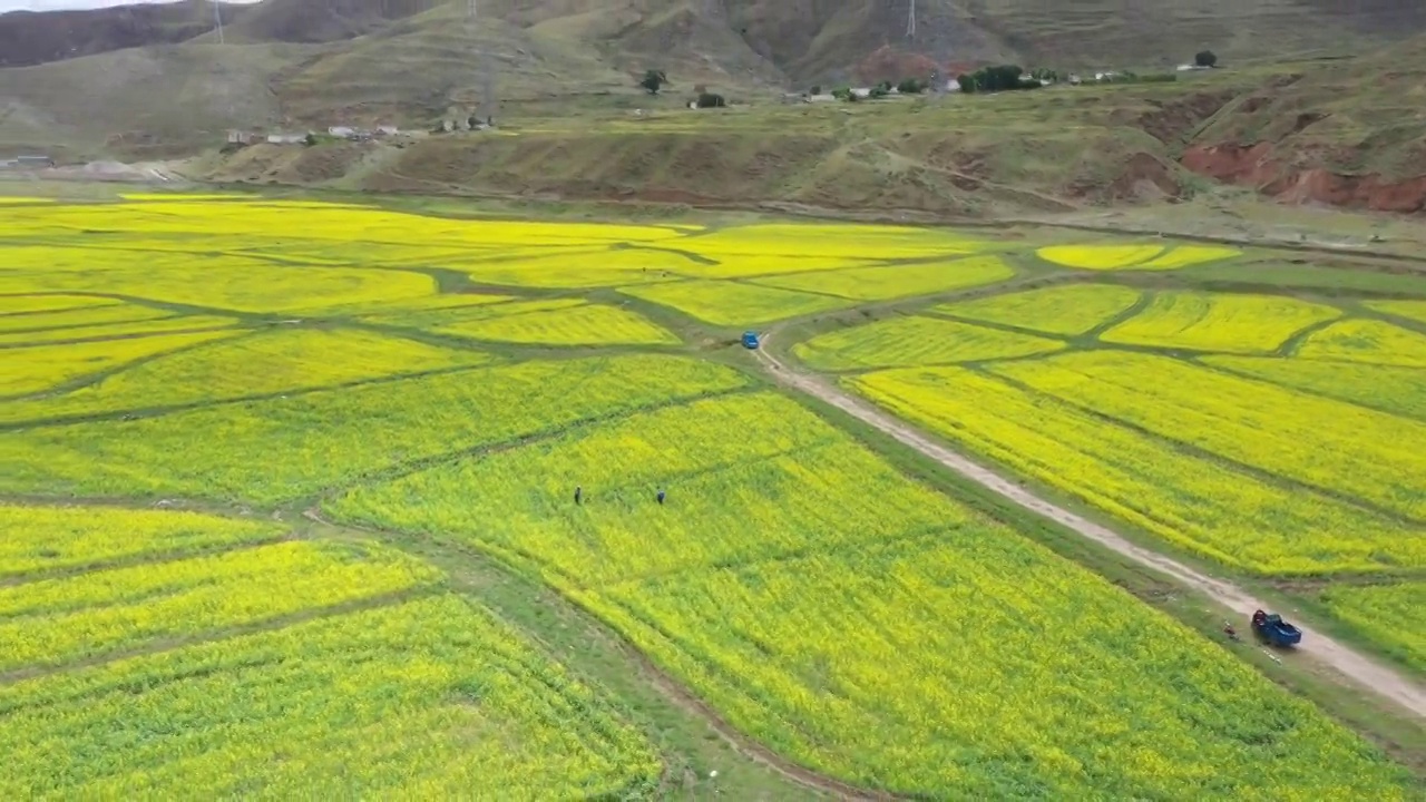 西藏的大片油菜花地视频素材