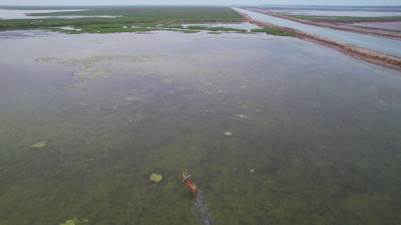 野生麋鹿在湿地里奔跑划开水面视频下载