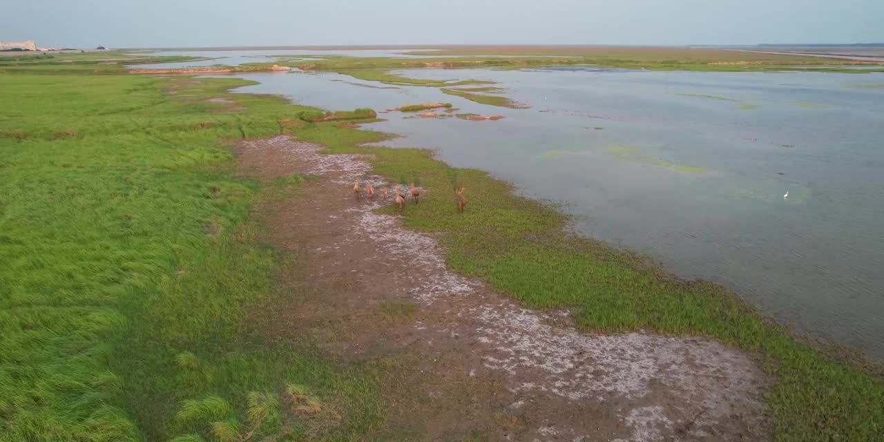 黄昏时3湿地草甸里一群奔跑的野生麋鹿视频下载