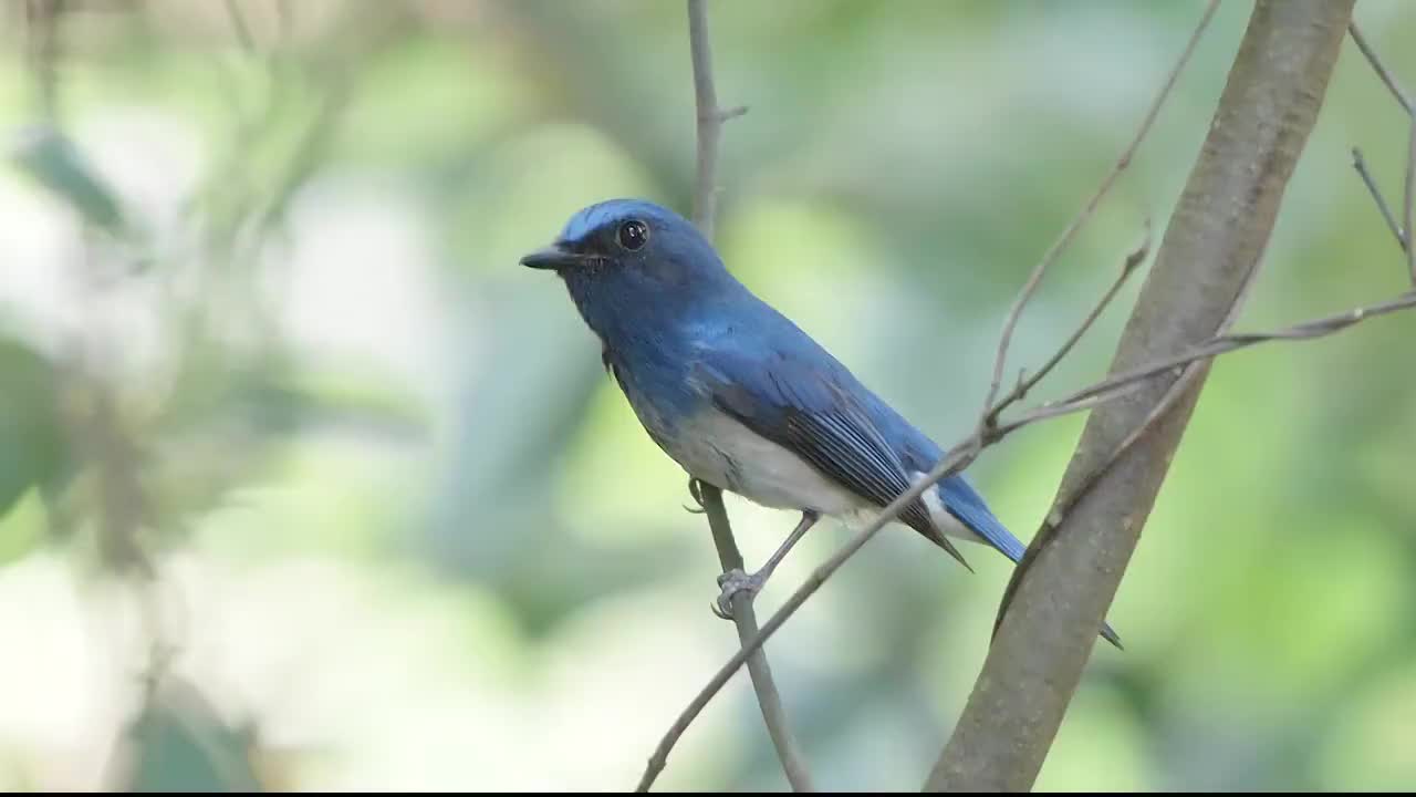 海南蓝仙鹟雄鸟视频素材