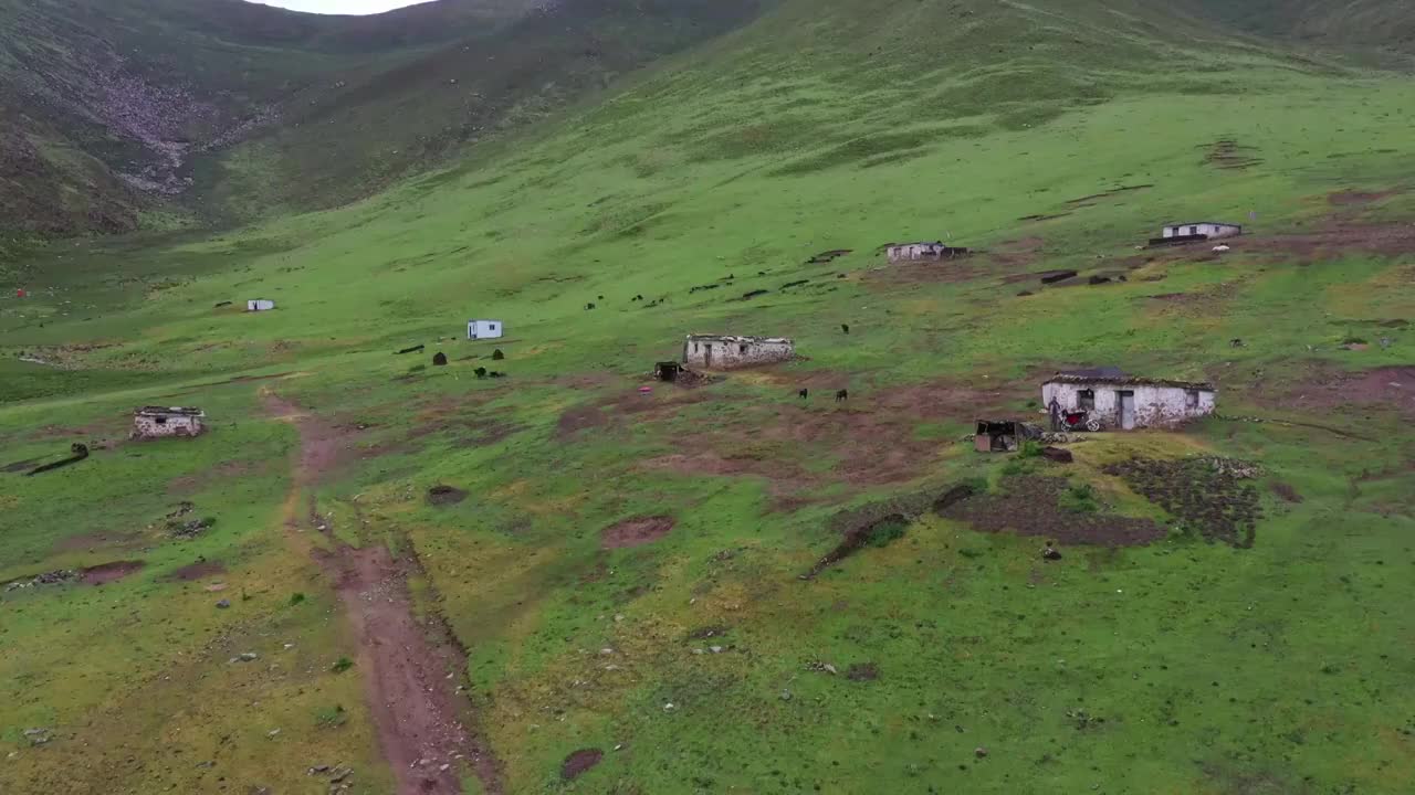 西藏的草地视频素材