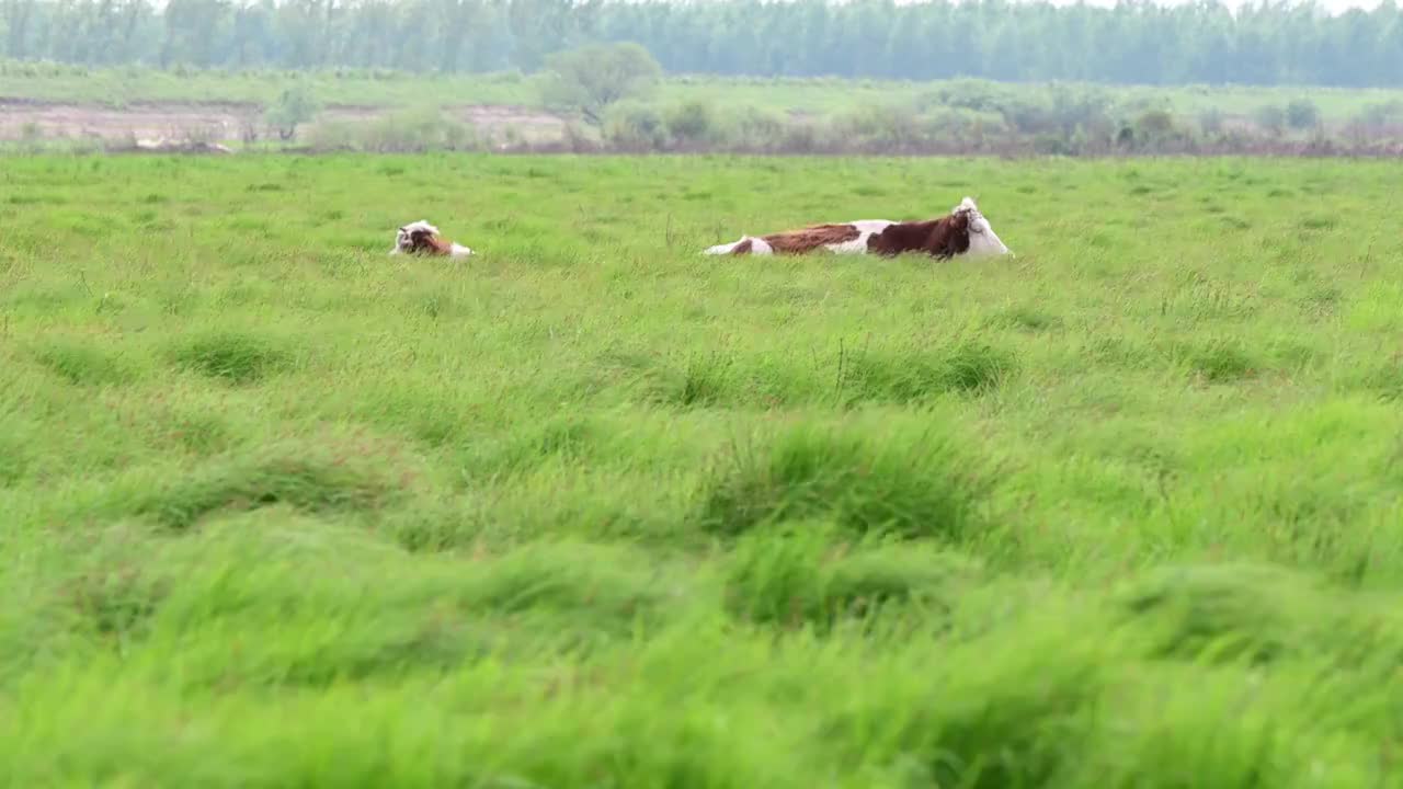 草原视频素材