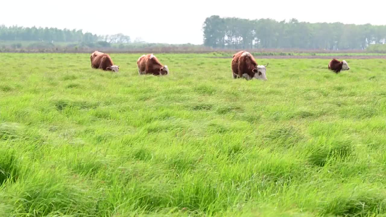 草原视频素材