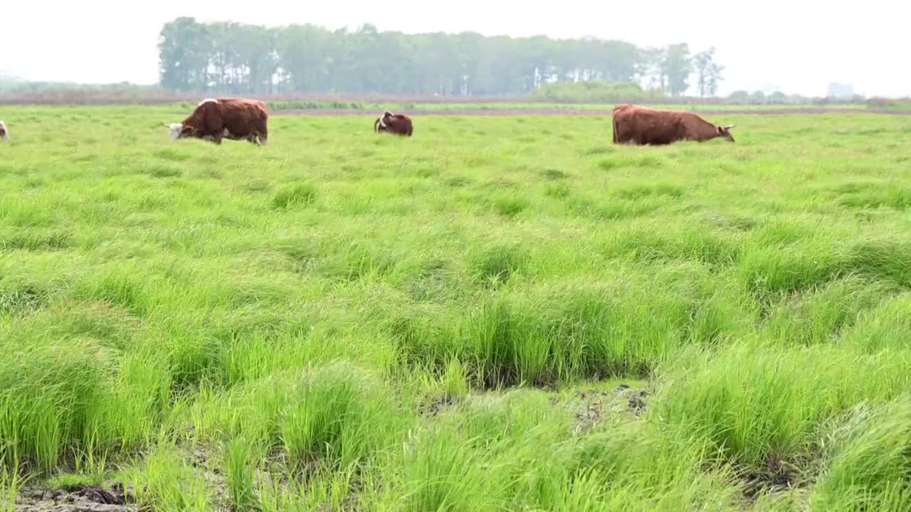 草原视频素材