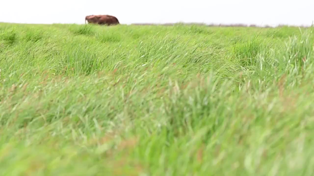 草原视频素材