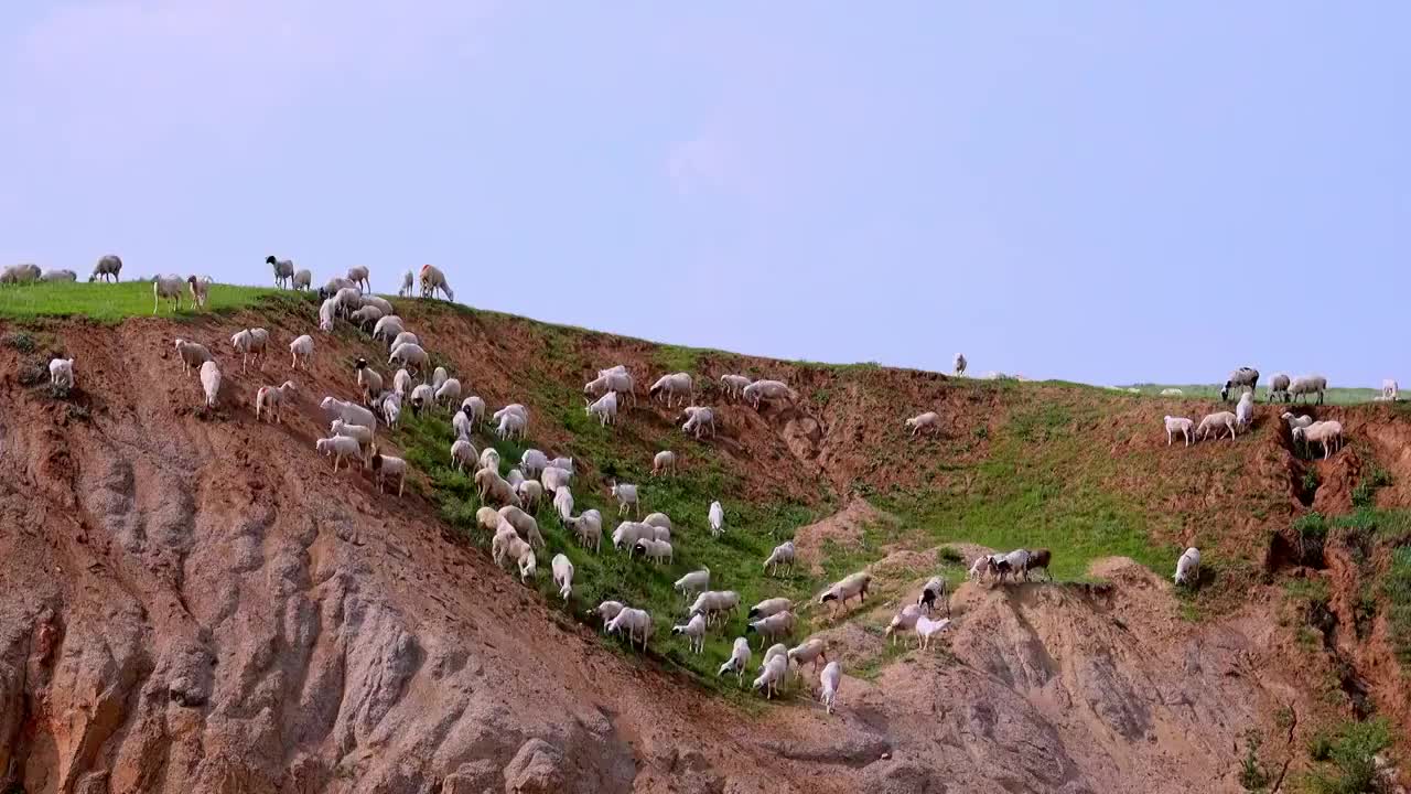 草原放牧人与羊群视频素材