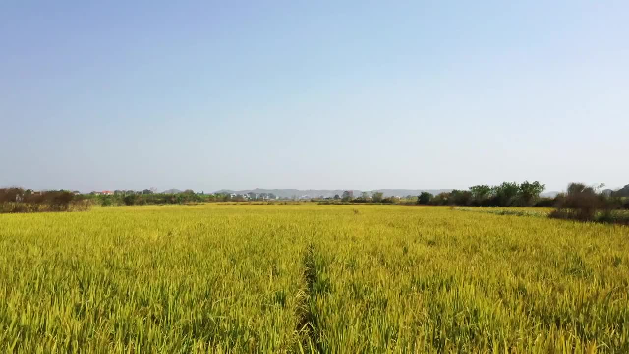 水稻田视频素材