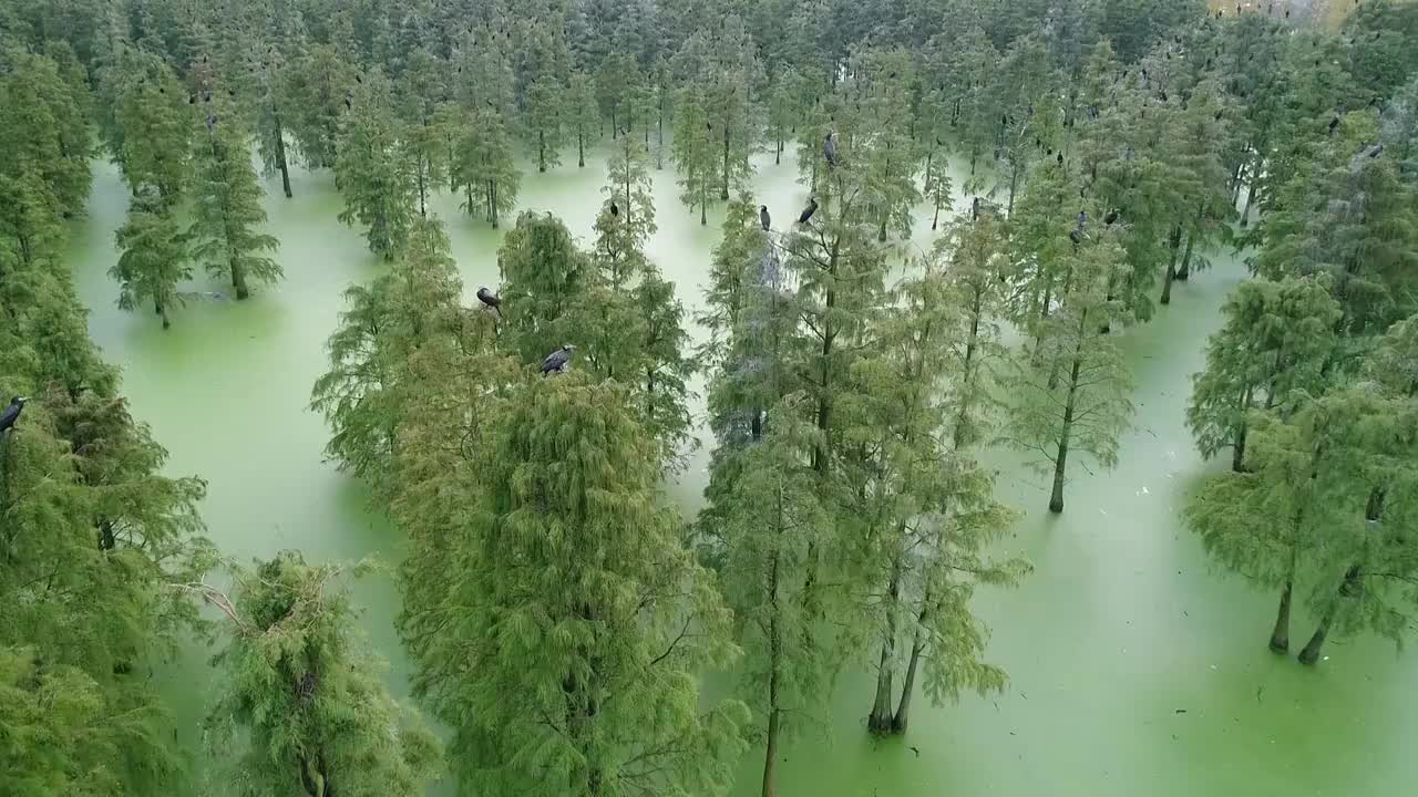 南京六合池杉林视频素材