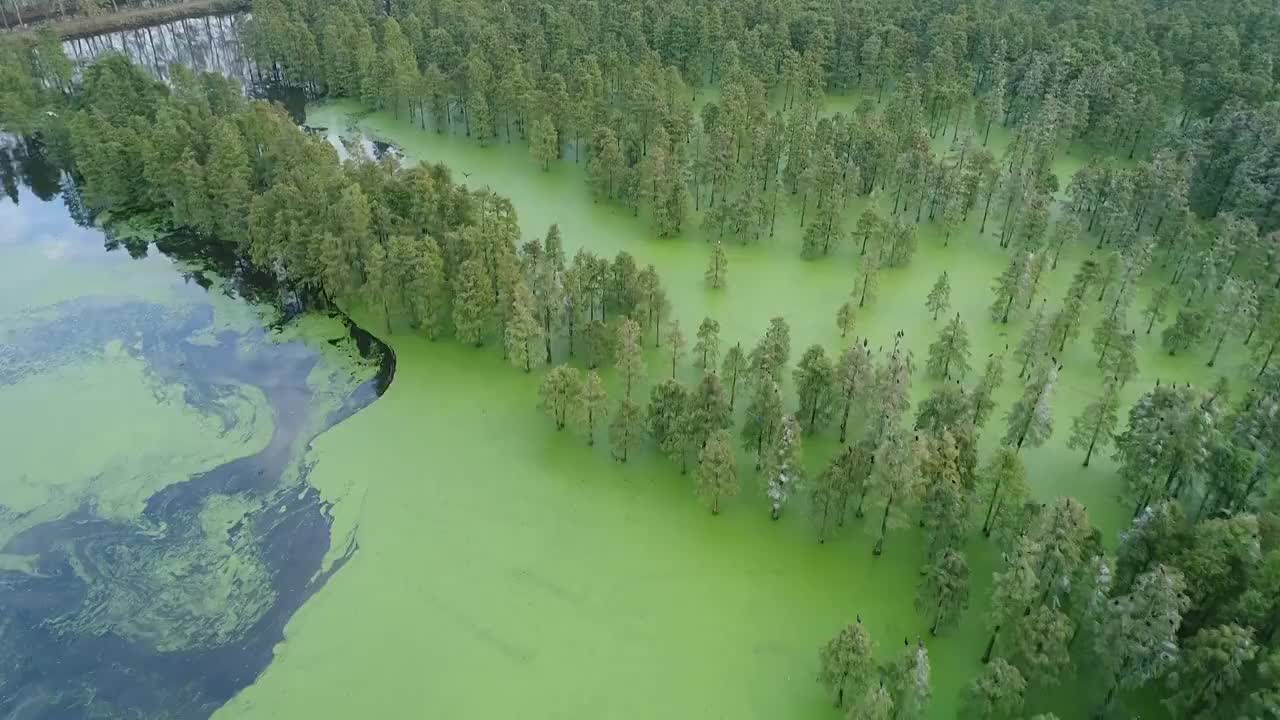 南京六合池杉林视频素材