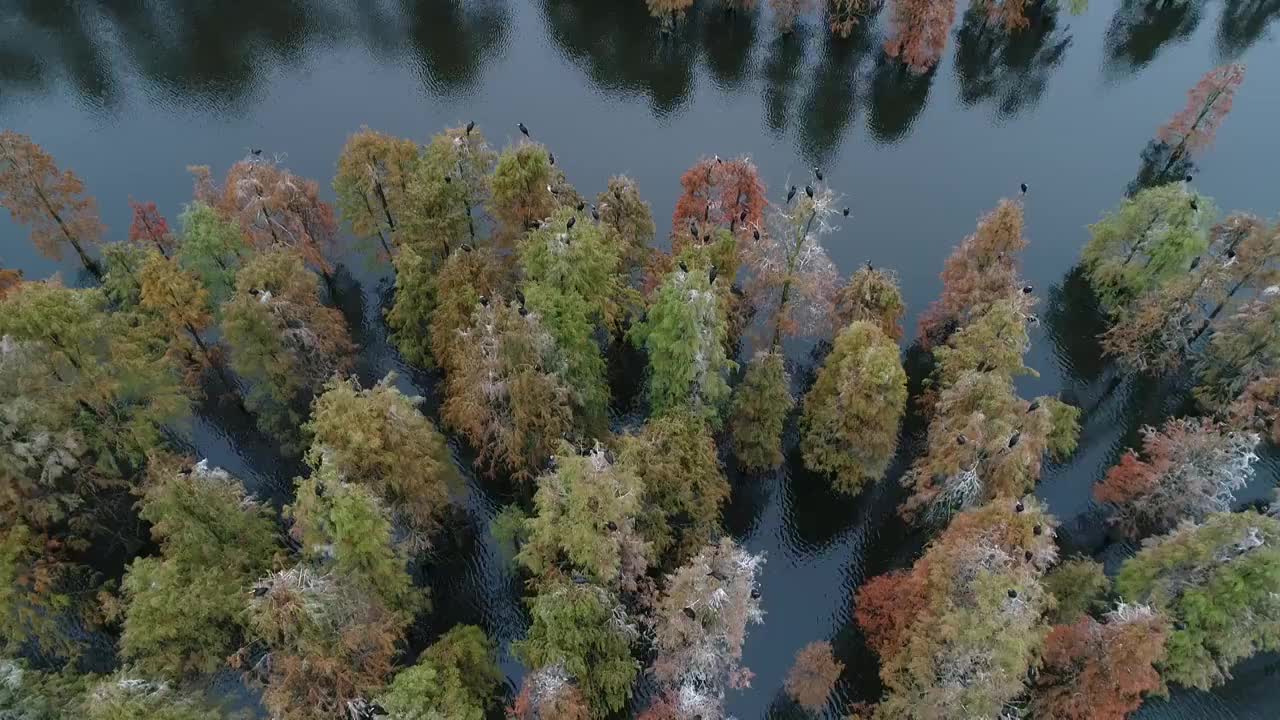 南京六合池杉林视频素材