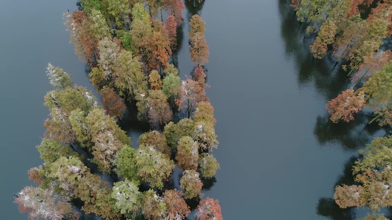 南京六合池杉林视频素材