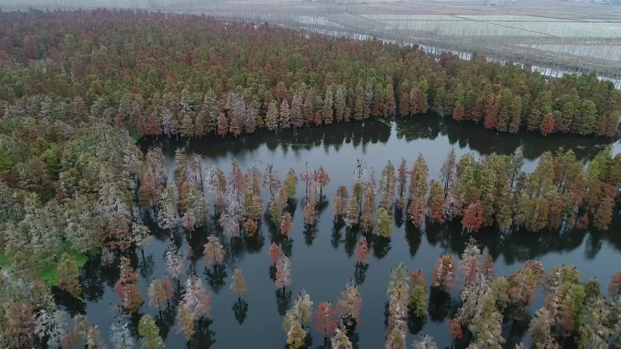 南京六合池杉林视频素材