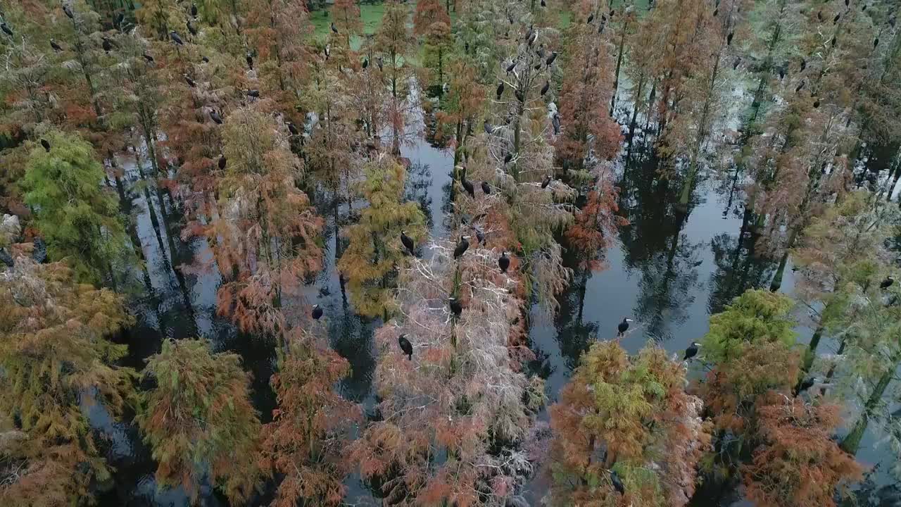 南京六合池杉林视频素材