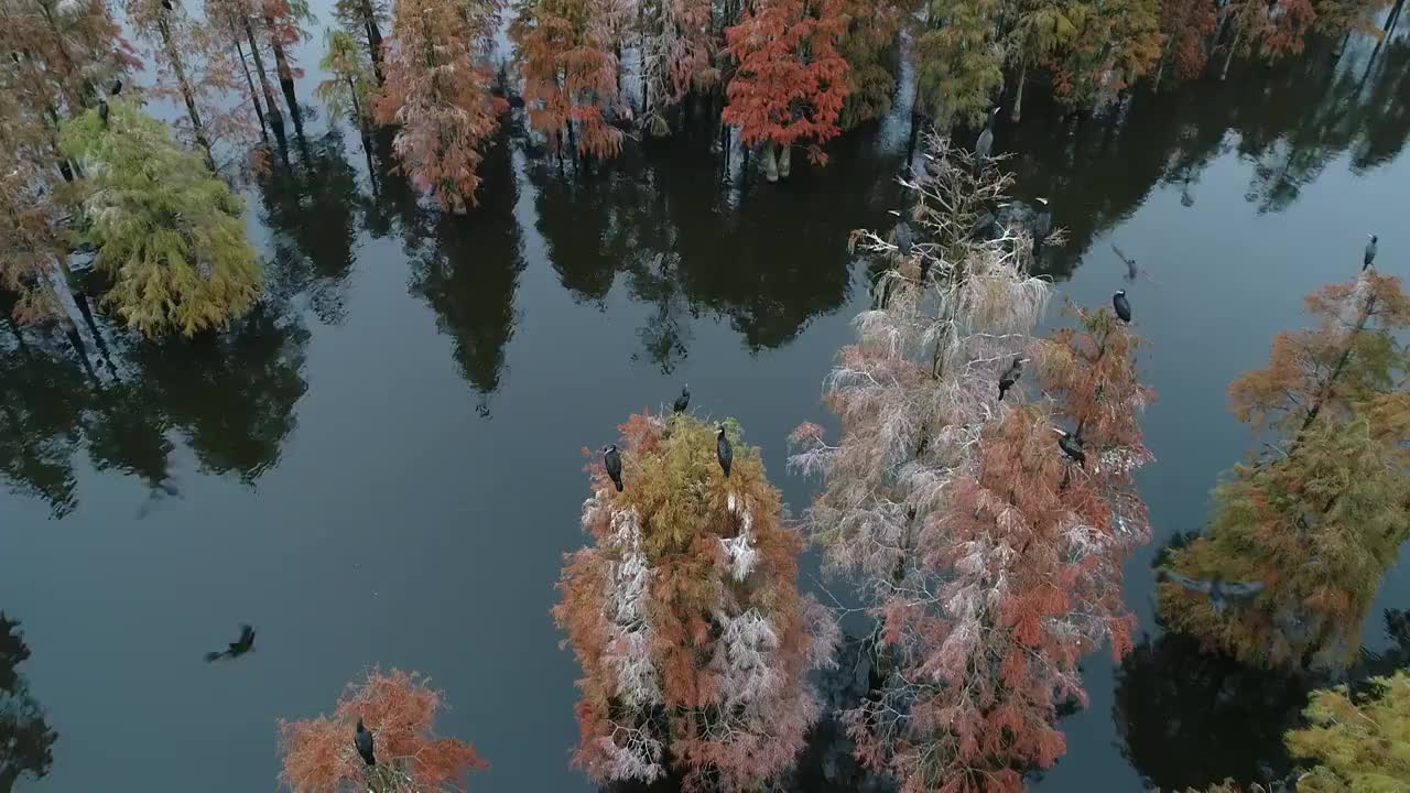 南京六合池杉林视频素材