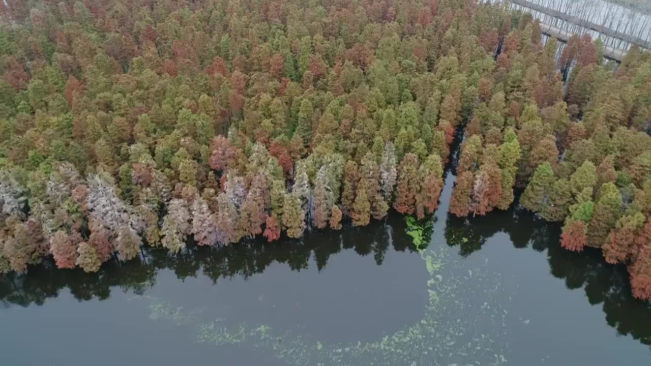 南京六合池杉林视频素材