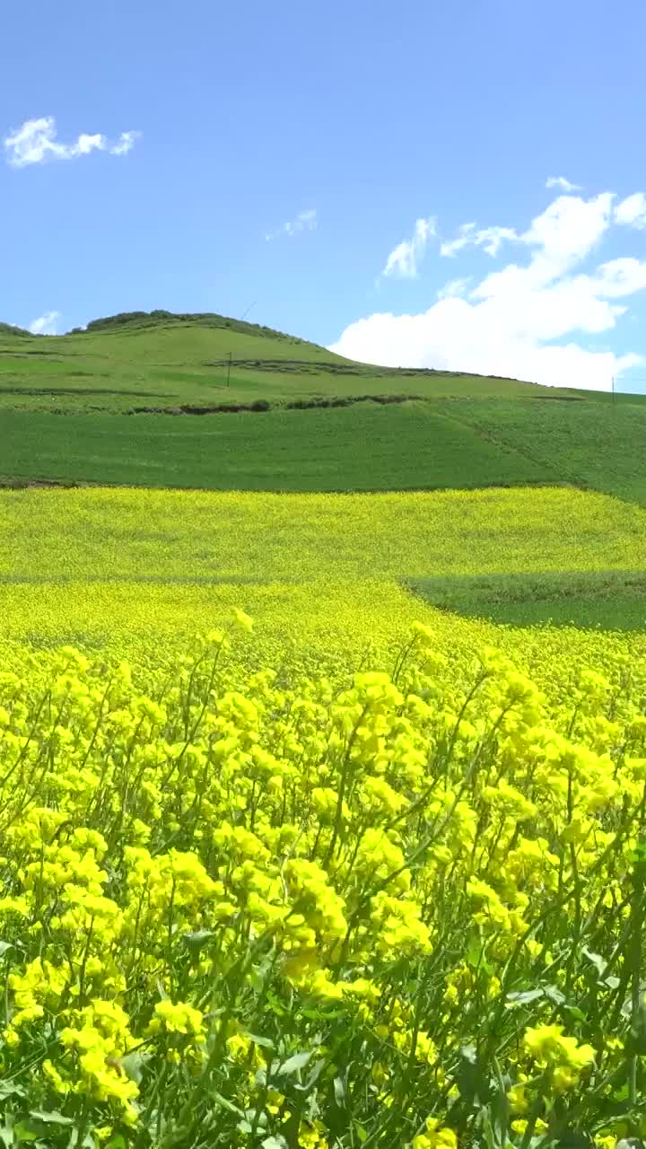 航拍青海湖边的油菜花与109国道视频素材