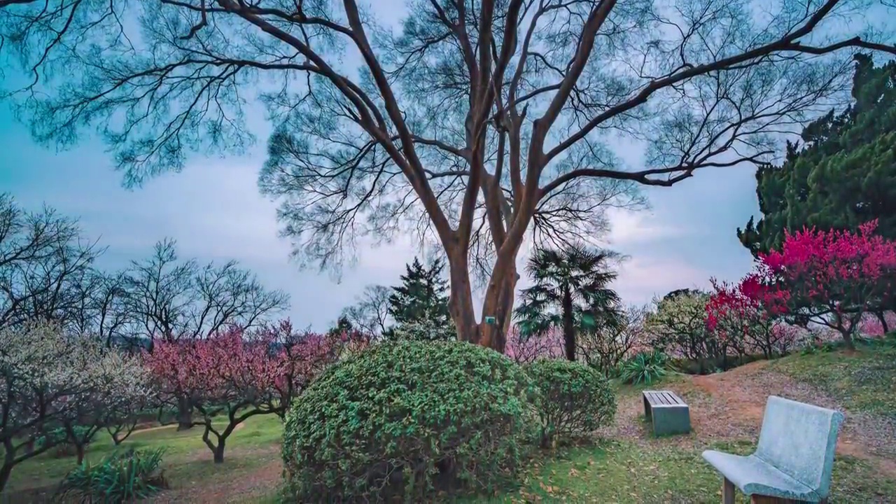 6K60P南京钟山风景区梅花山风光延时视频素材