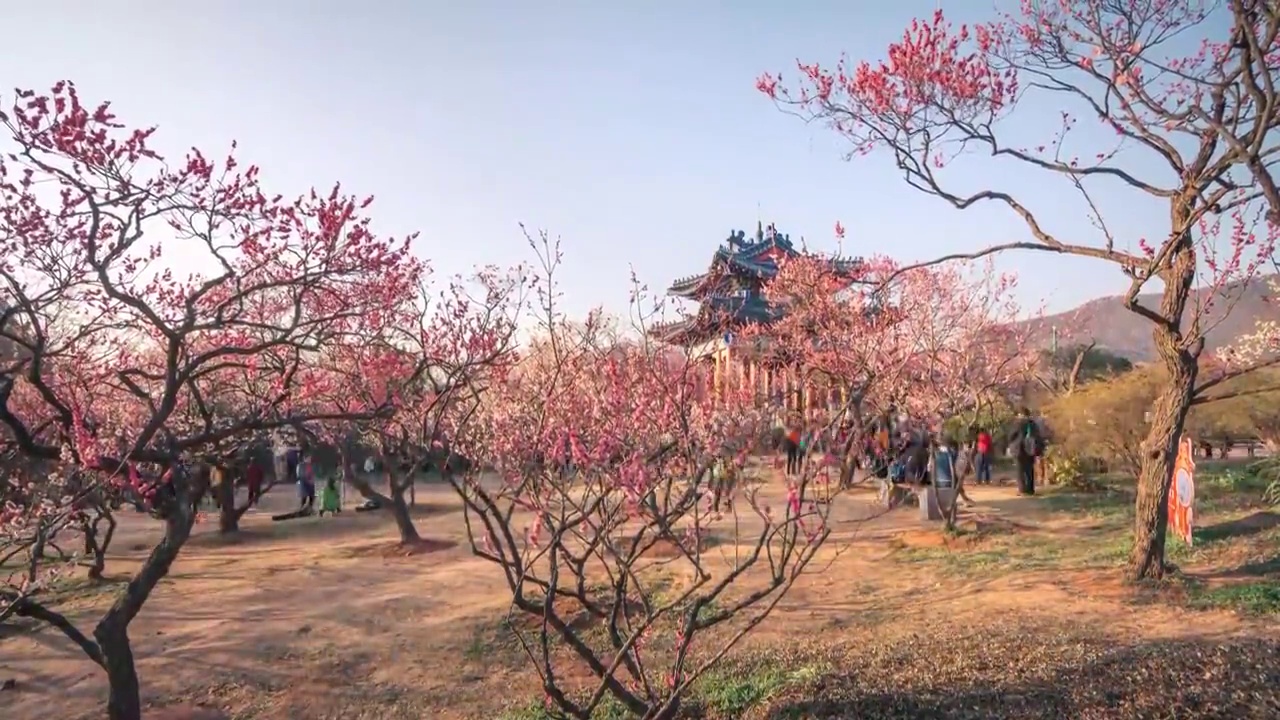 6K60P南京钟山风景区梅花山风光延时视频素材