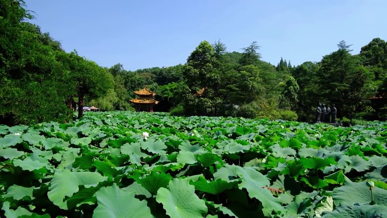 绵阳绿色植物，荷花，睡莲，莲花视频素材