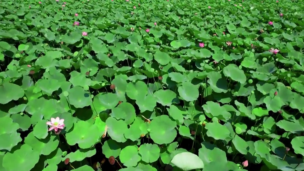 西青郊野公园荷花池视频素材