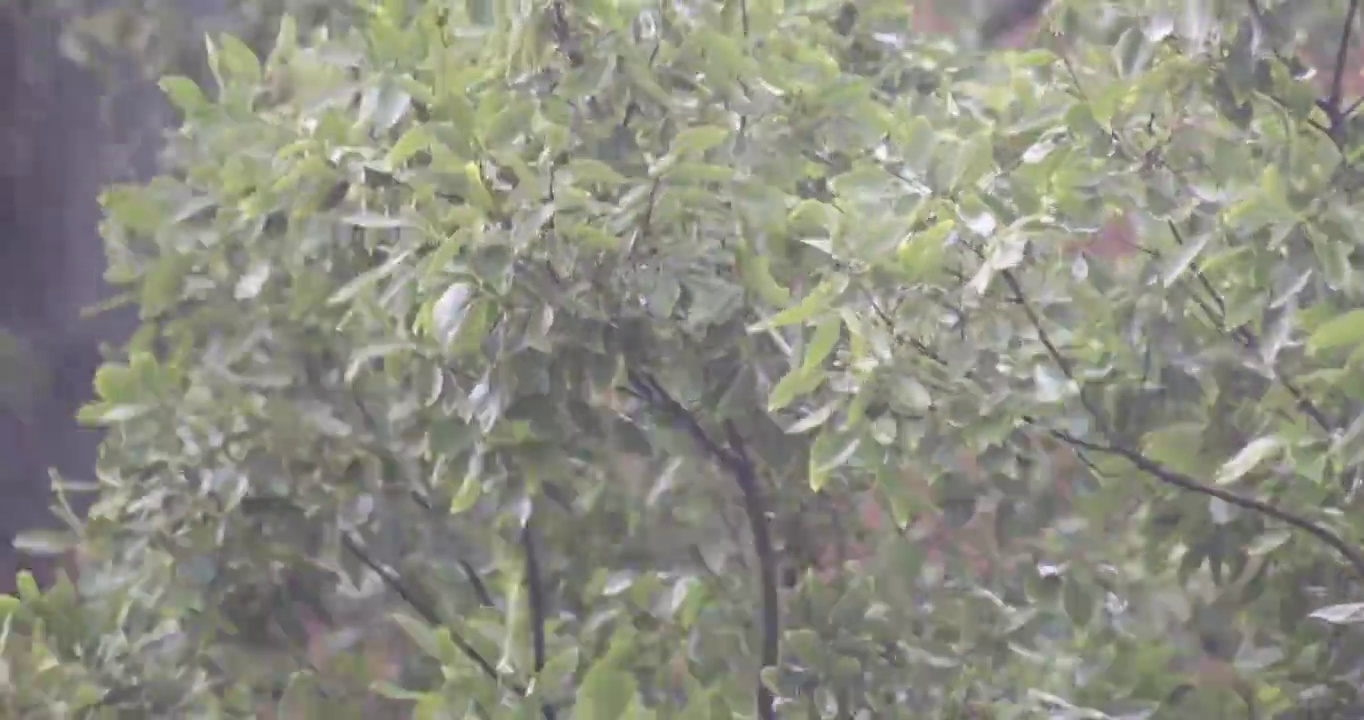 狂风暴雨中摇摆弯曲的树木视频素材