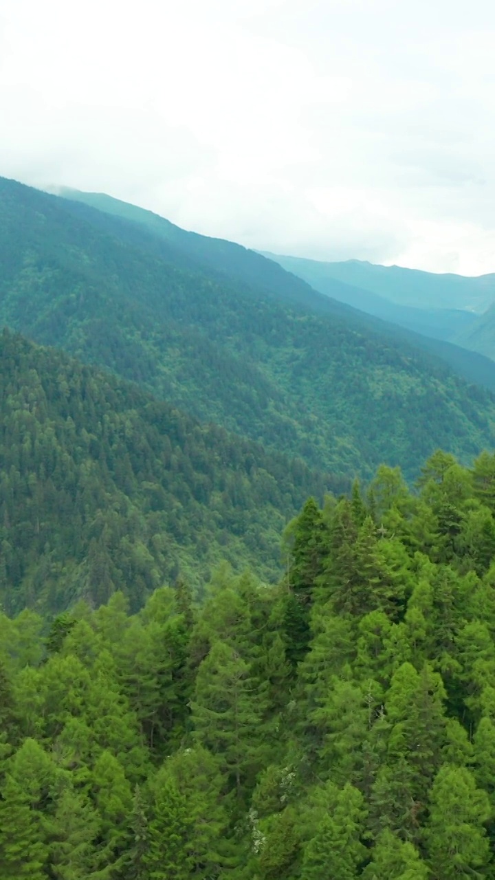 航拍四川黄龙保护区的森林视频素材