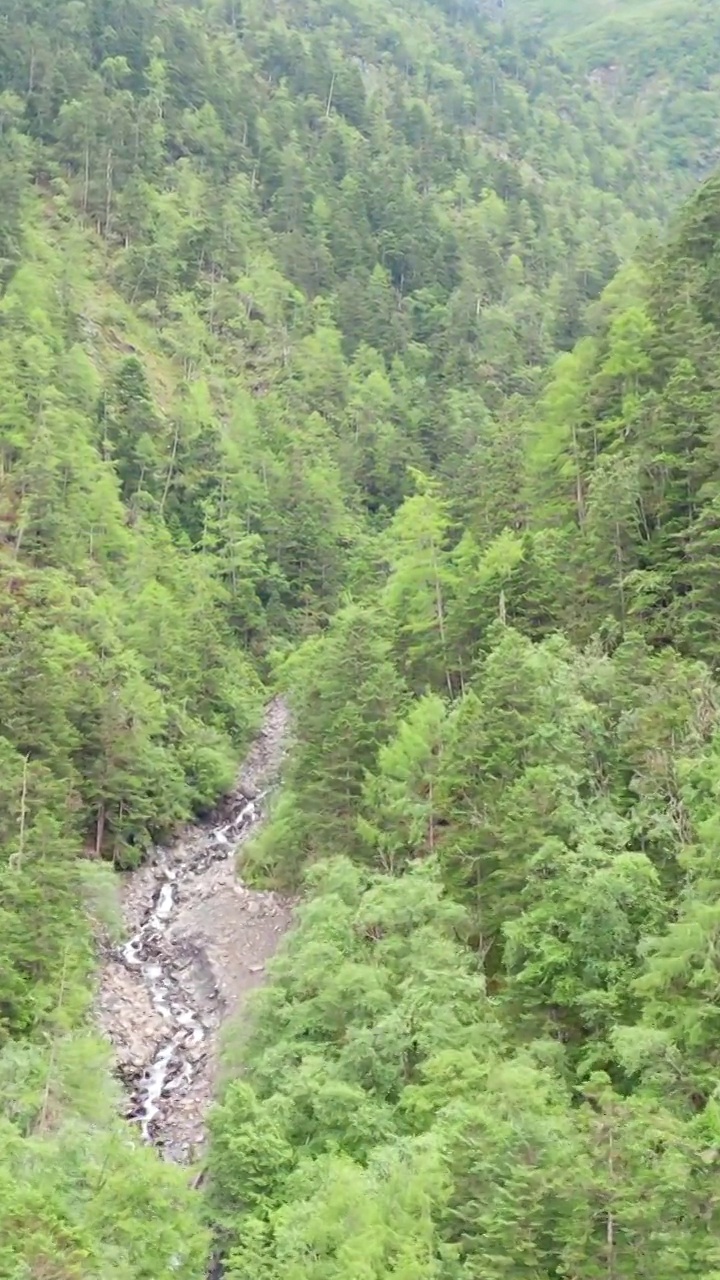 航拍四川黄龙保护区的森林视频素材