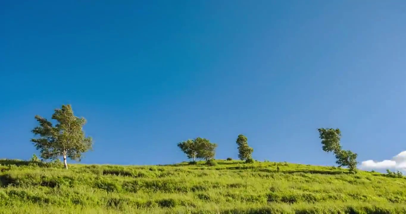 蓝天白云绿草地孤树延时视频素材