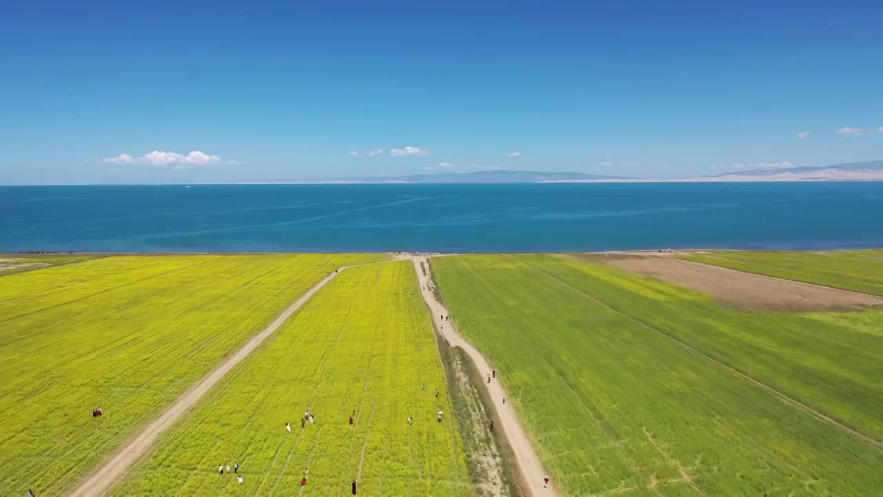 青海湖油菜花航拍风光视频素材