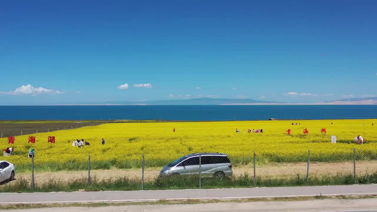 青海湖油菜花航拍风光视频素材