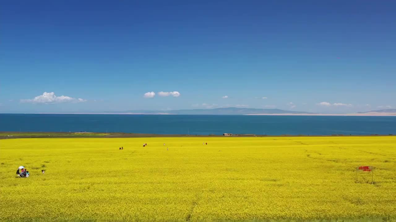 青海湖油菜花航拍风光视频素材