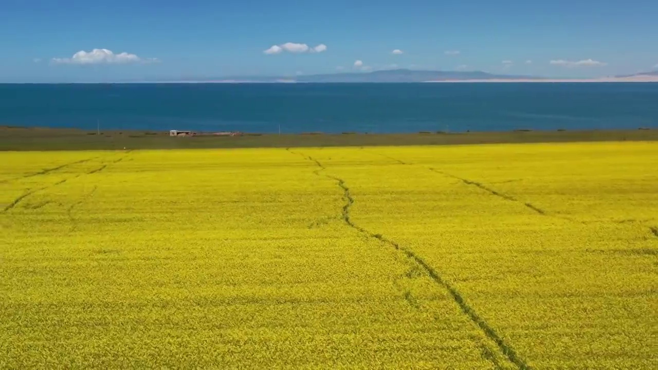 青海湖油菜花航拍风光视频素材