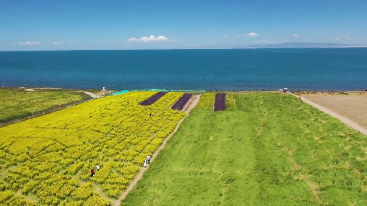 青海湖油菜花航拍风光视频素材