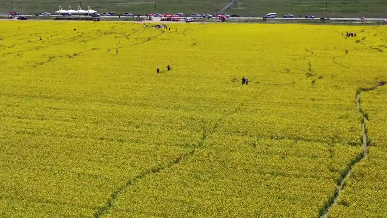 青海湖畔油菜花航拍视频素材