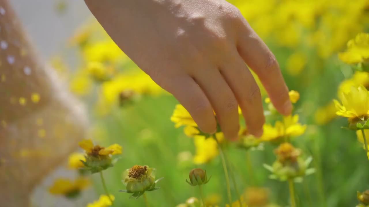 拂过金鸡菊的手视频素材