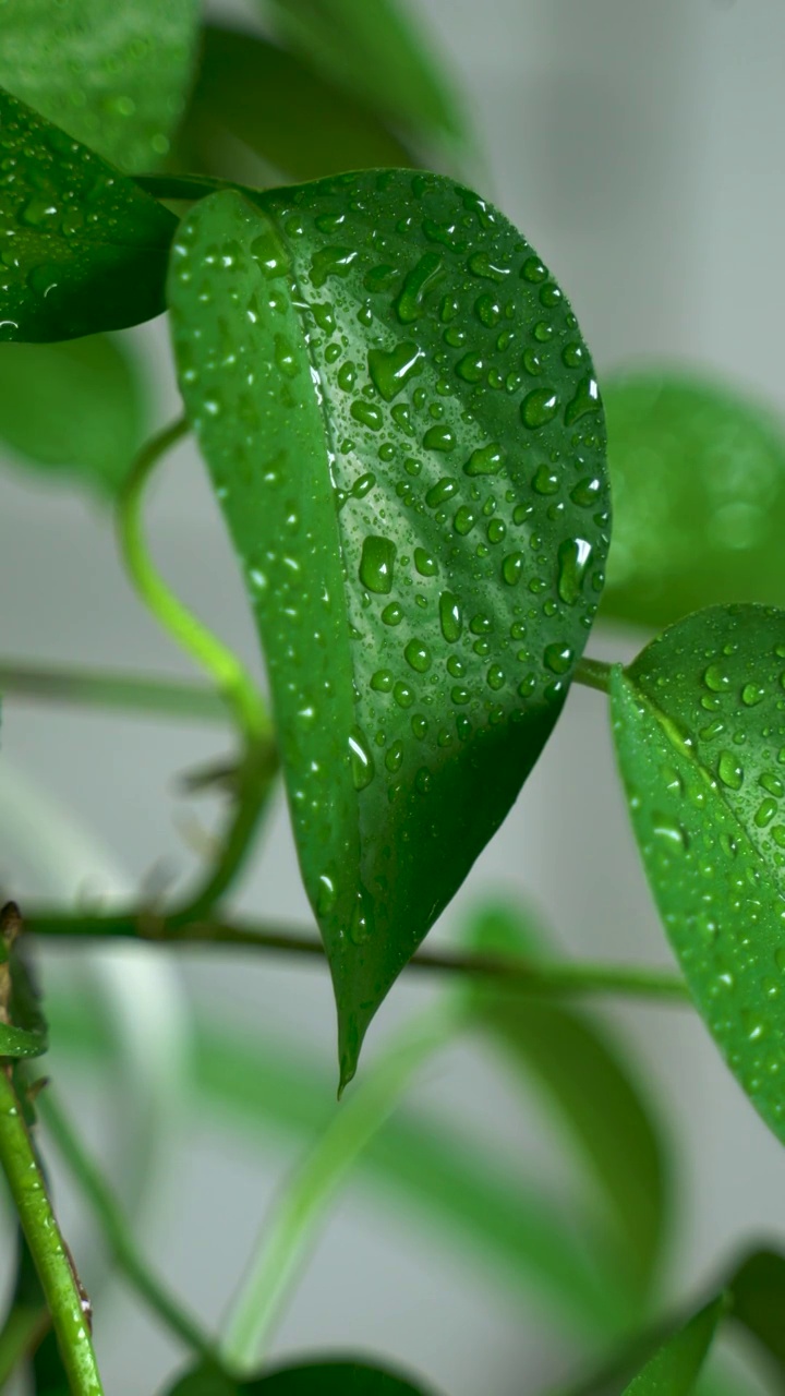 绿萝 雨 水滴视频素材