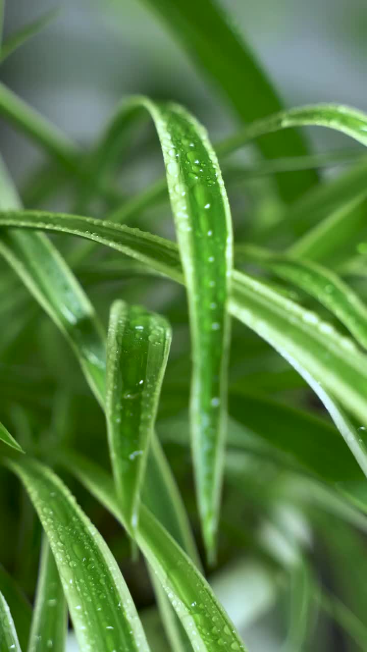 叶子 水珠 雨视频素材