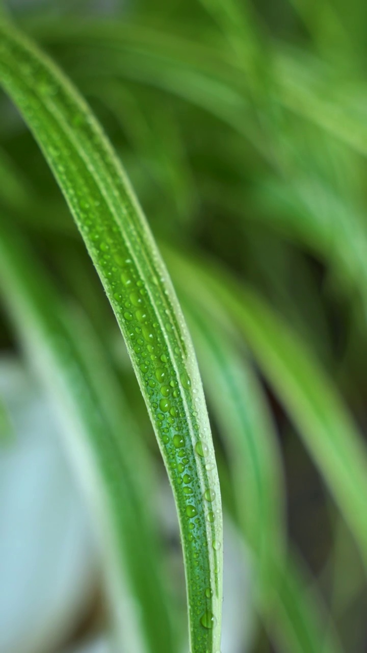 叶子 水珠视频素材