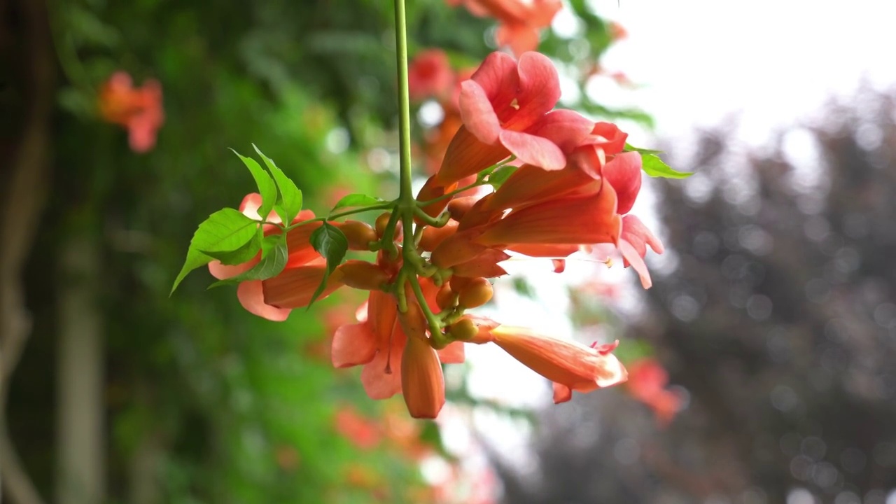 凌霄花视频素材