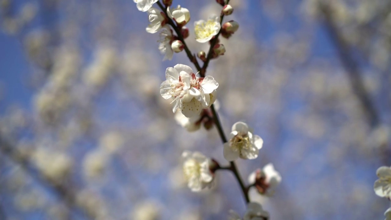 白梅花视频素材