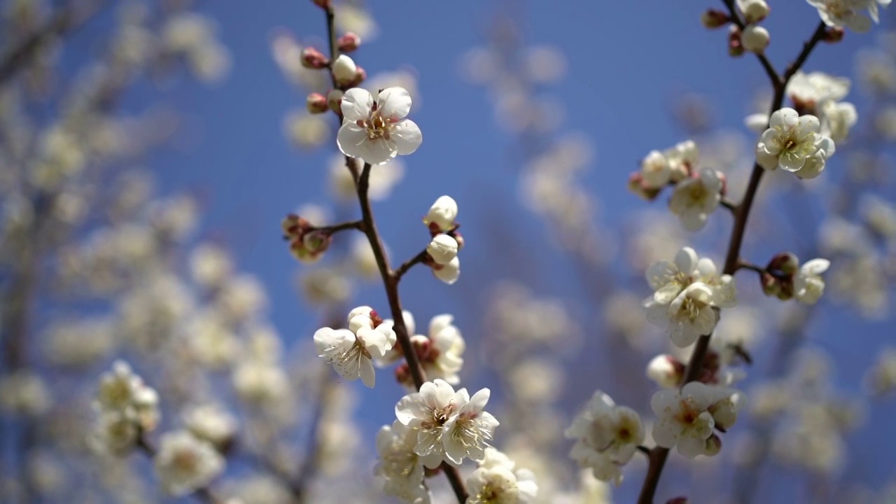 白梅花视频素材