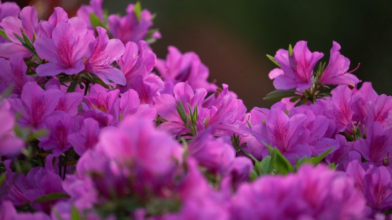 杜鹃花视频素材