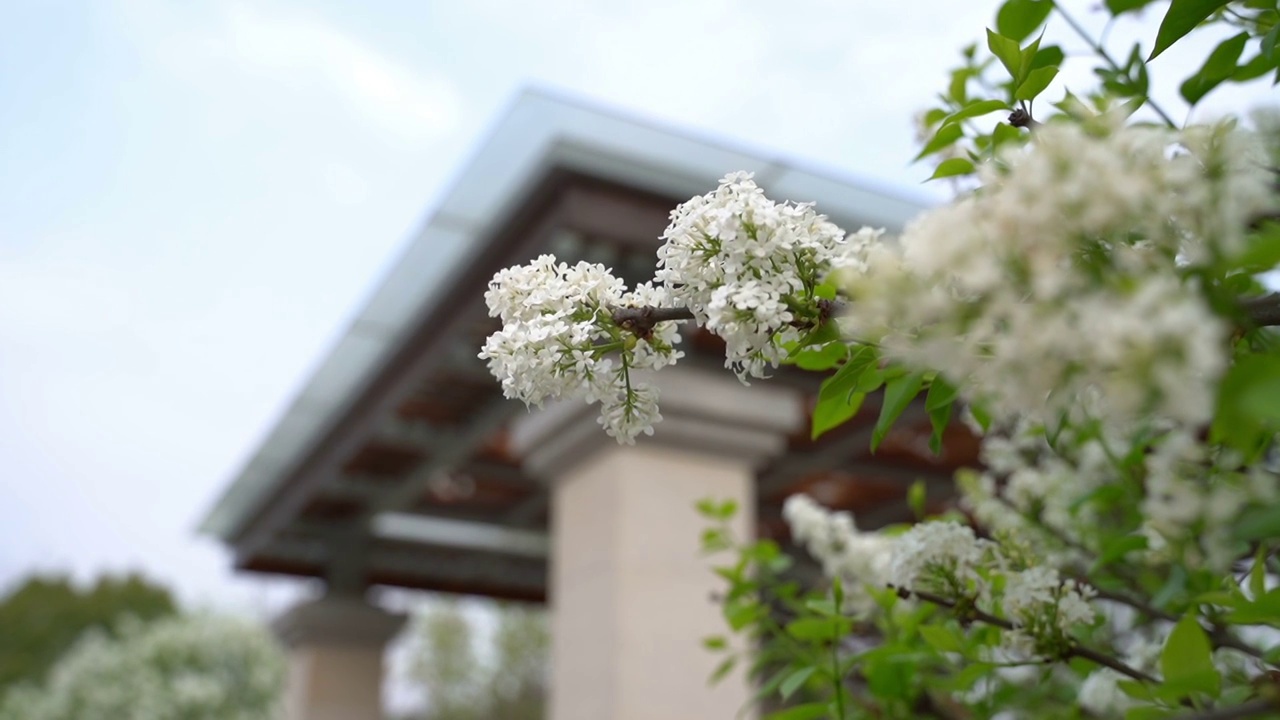 花簇视频素材