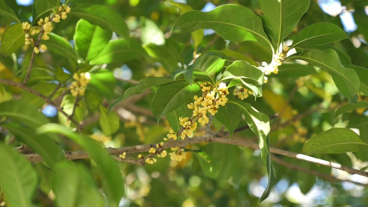 桂花视频素材