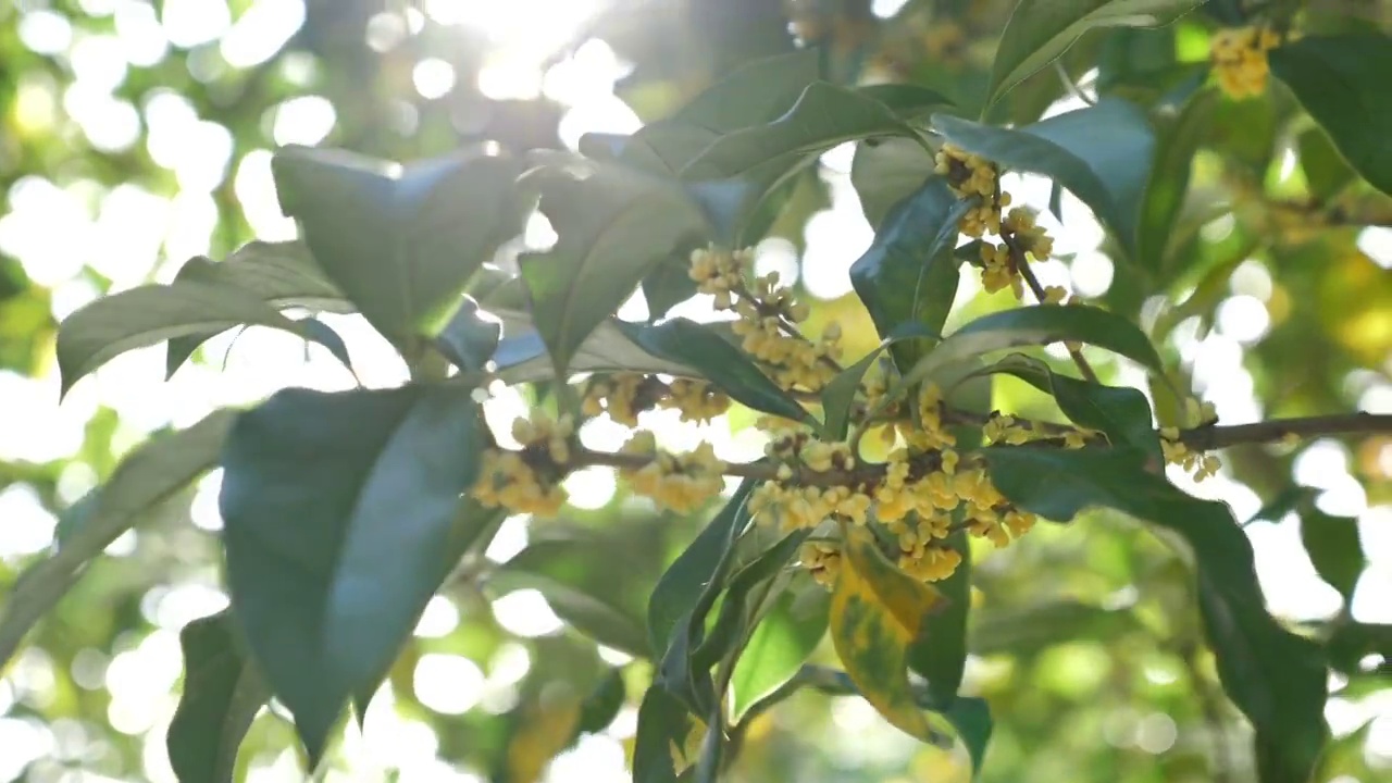 桂花视频素材