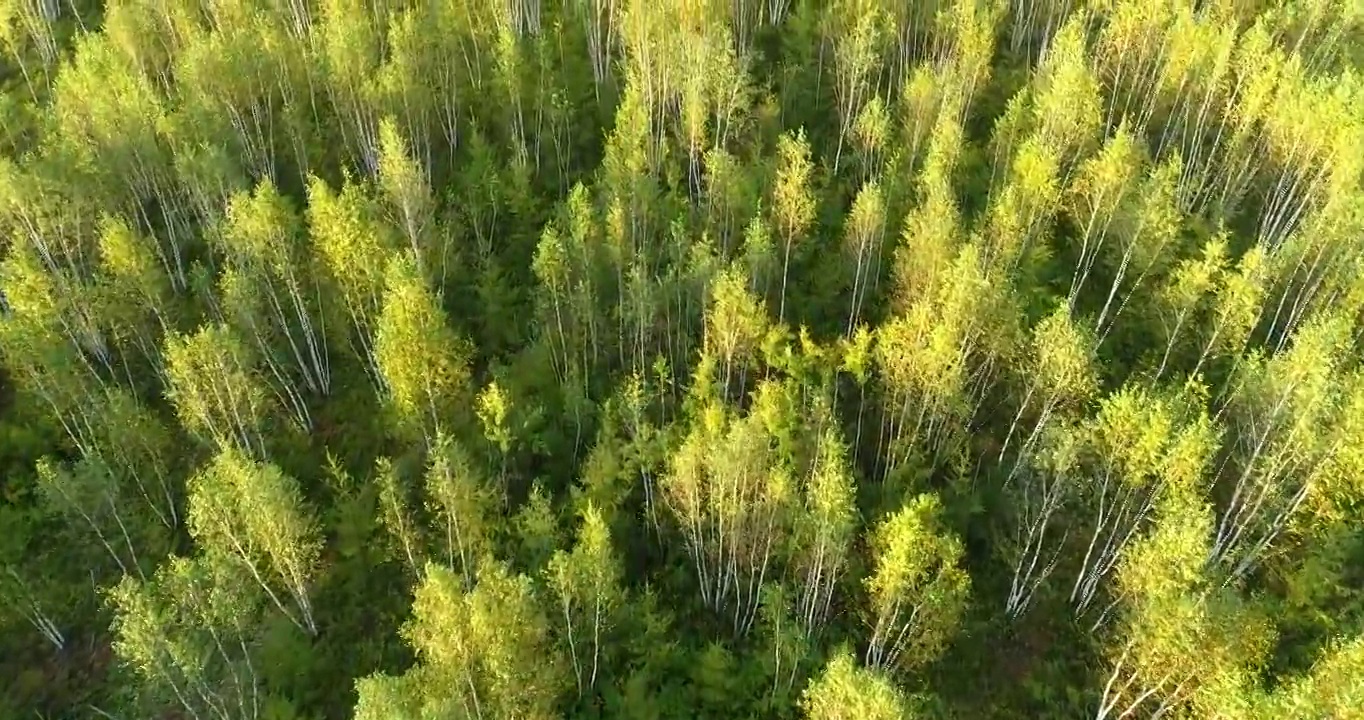 航拍大兴安岭茂密白桦林视频素材