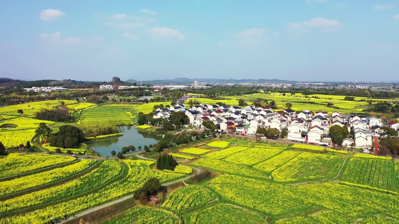 春季中国江苏南京高淳桠溪国际慢城的油菜花花海视频素材