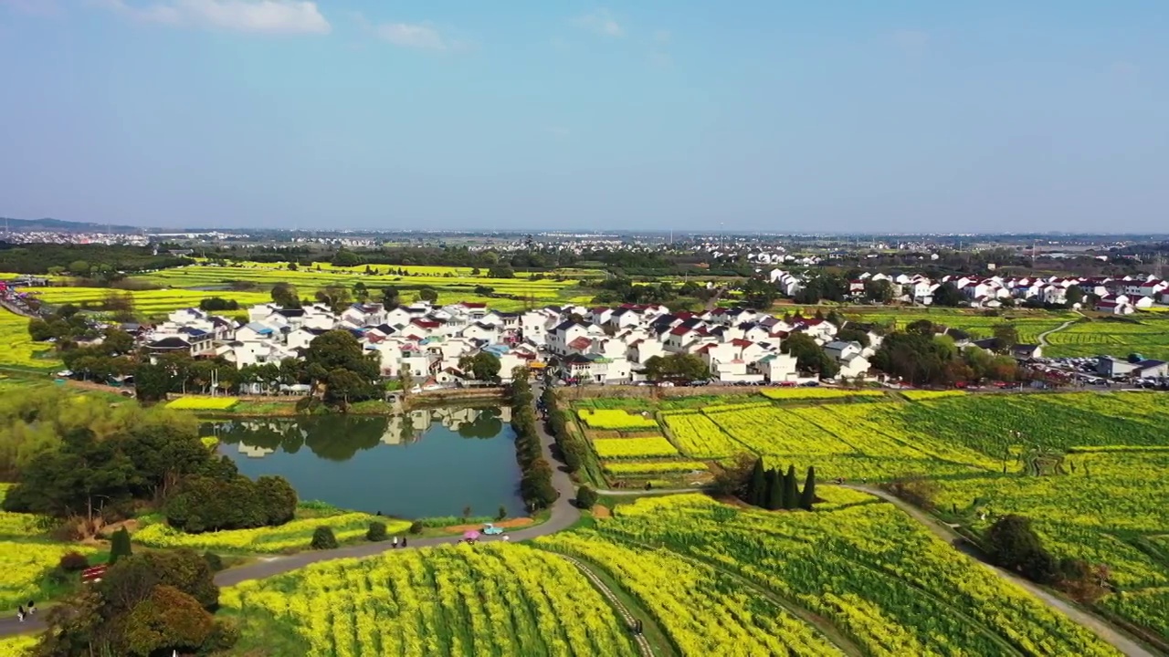 春季中国江苏南京高淳桠溪国际慢城的油菜花盛开视频素材