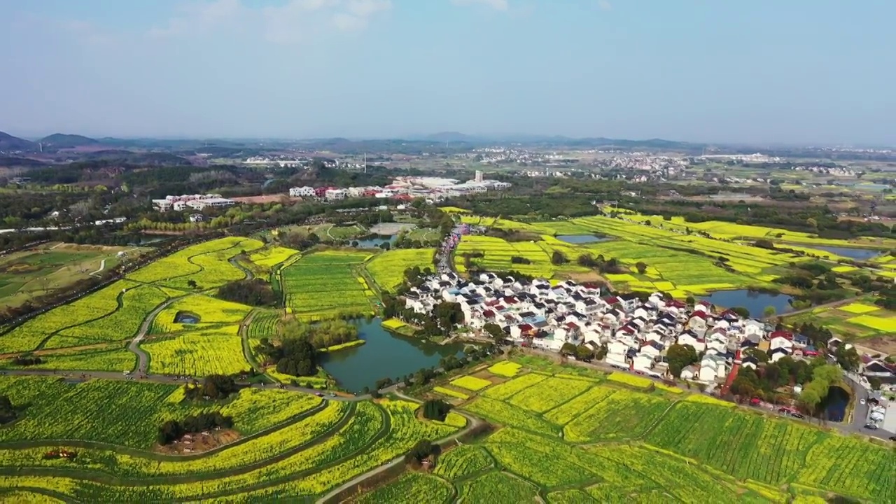 春季中国江苏南京高淳桠溪国际慢城的油菜花田与茶园视频素材